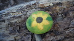 photo thumbnail #11
