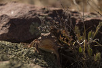 photo thumbnail #14