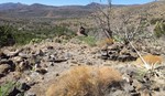 photo thumbnail #5