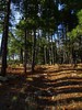 photo thumbnail #15