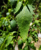 photo thumbnail #6