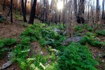 photo thumbnail #1