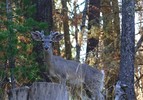 photo thumbnail #15