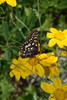 photo thumbnail #11