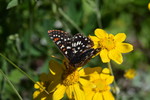 photo thumbnail #13