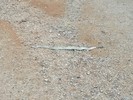 photo thumbnail #1