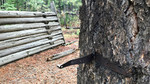 photo thumbnail #4