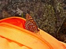 photo thumbnail #12