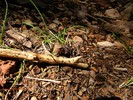 photo thumbnail #13