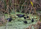 2018-07-20 :2: Ritch Grissom Memorial Wetlands :: gummo
