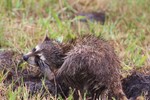 2018-07-20 :2: Ritch Grissom Memorial Wetlands :: gummo