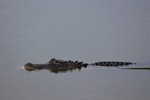 2018-07-20 :2: Ritch Grissom Memorial Wetlands :: gummo