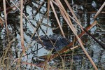 2018-07-20 :2: Ritch Grissom Memorial Wetlands :: gummo