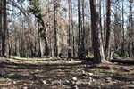 photo thumbnail #4