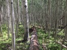photo thumbnail #6