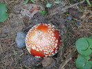 photo thumbnail #2
