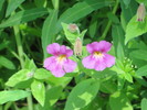 photo thumbnail #13