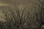 photo thumbnail #15