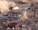 photo thumbnail #3