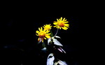 photo thumbnail #15