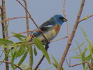 photo thumbnail #2