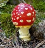 photo thumbnail #11