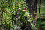 photo thumbnail #5