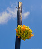 photo thumbnail #10