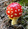 photo thumbnail #8