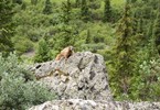 photo thumbnail #4