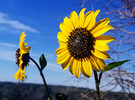 photo thumbnail #2