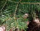 photo thumbnail #7