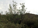 photo thumbnail #12