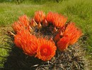 photo thumbnail #8