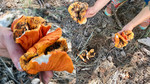 photo thumbnail #8