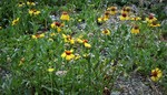 photo thumbnail #9