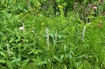 photo thumbnail #14