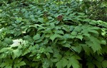 2018-07-29 :1: Atlantic Creek Camp to Cut Bank Ranger Station :: tibber