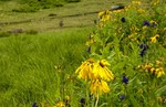 photo thumbnail #7