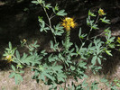 photo thumbnail #3