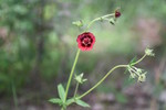 photo thumbnail #1