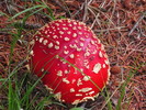 photo thumbnail #8