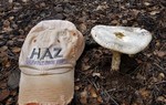 photo thumbnail #12