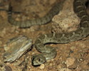 photo thumbnail #4