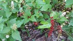 photo thumbnail #13