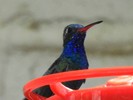 photo thumbnail #3