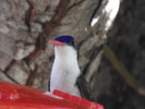 photo thumbnail #4