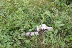 photo thumbnail #9