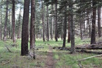 photo thumbnail #3