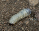 photo thumbnail #3